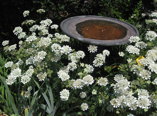 Lovely, pure white flowers form in big, flat-topped clusters, which resemble lace-cap hydrangeas. They appear throughout the summer above the fine, fern-like foliage. This gorgeous hardy annual has an extremely long flowering period and will often flower until the first frosts. Particularly good in wilder gardens.