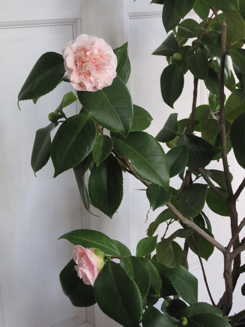 Camellias grow well in moist mild winter areas like the Southeast, California and the Pacific Northwest. Here in Zone 5, I overwinter potted Camellias in a cold room in my house