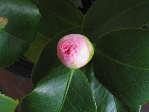 While the flowers are very beautiful, only the bud is used in Tea. It will slowly open during the tea gathering.