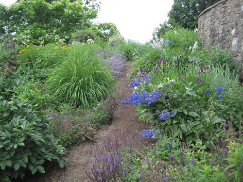 The path curves up and hugs the wall. Blue delphinum, purple catmint and the leaves of peony and grasses lead the way. 