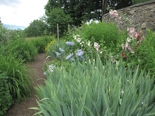 Almost to the end with the view in site. Leaves of Iris, pink Hollyhock and always a smattering of yellow.