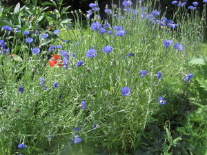 June flowers