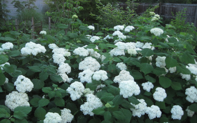 An ocean of hydrangea