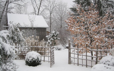 The garden in winter