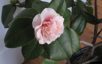 Camellias