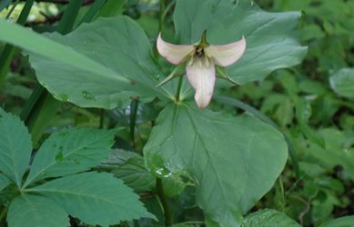 Trillium satori